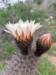 Trichocereus