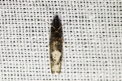 Epinotia trigonella