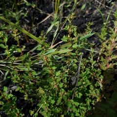 Ludwigia microcarpa