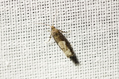 Epinotia trigonella