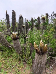 Trichocereus