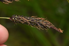 Carex lyngbyei
