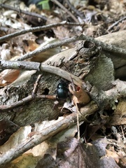 Geotrupes balyi