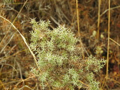 Ulex argenteus argenteus