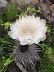 Trichocereus