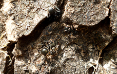 Cephalotes atratus