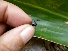 Cephalotes atratus