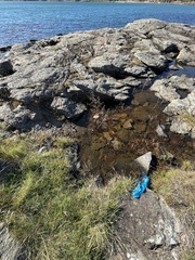 Alisma plantago-aquatica