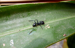 Cephalotes atratus