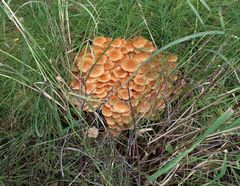 Kuehneromyces mutabilis