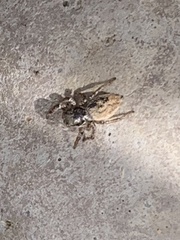 Habronattus pyrrithrix