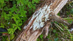 Icmadophila ericetorum