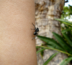 Cephalotes atratus