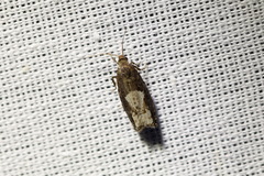 Epinotia trigonella