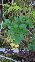 Angelica lucida