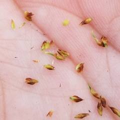 Rhynchospora microcarpa