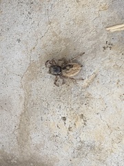 Habronattus pyrrithrix