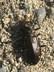 Cicindela longilabris