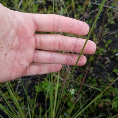 Eragrostis elliottii