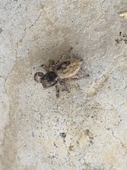 Habronattus pyrrithrix
