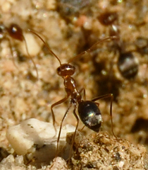 Endiodioctes