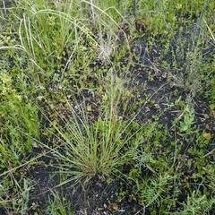 Eragrostis elliottii