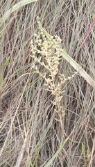 Suaeda calceoliformis