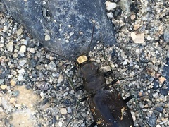 Cicindela longilabris