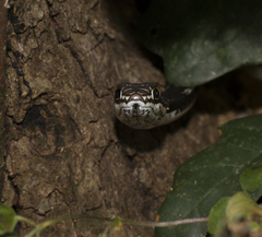 Masticophis taeniatus girardi