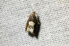 Epinotia trigonella