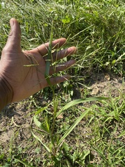 Panicum dichotomiflorum