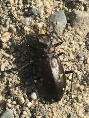 Cicindela longilabris