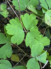 Aquilegia canadensis