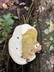 Trametes lactinea