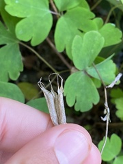 Aquilegia canadensis