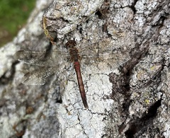 Sympetrum vulgatum