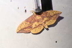 Eacles imperialis pini