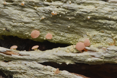 Icmadophila ericetorum