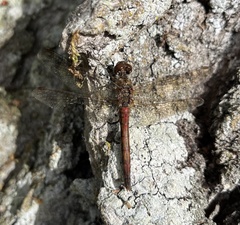 Sympetrum vulgatum