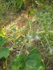 Cirsium