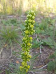 Artemisia biennis