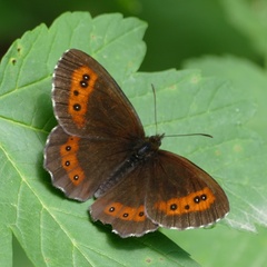 Erebia ligea