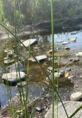 Schoenoplectus pungens