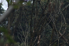 Poecile sclateri