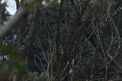 Poecile sclateri