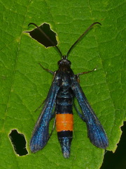 Synanthedon exitiosa