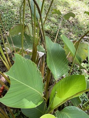 Calathea lutea