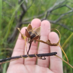 Ipomoea sagittata