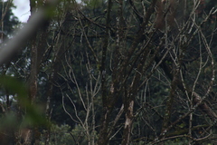 Poecile sclateri