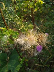 Cirsium